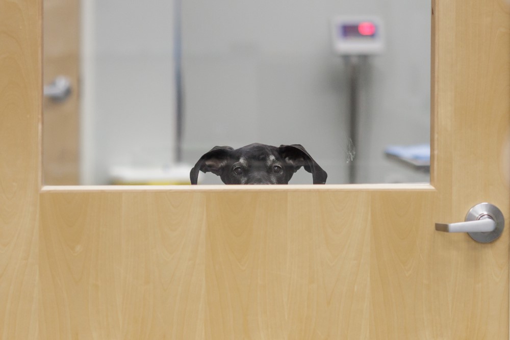 NVA Compassion First